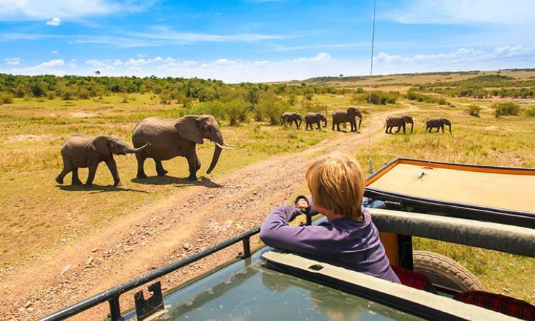 How to travel on 5 Days Africa safari in Kenya Cover Image